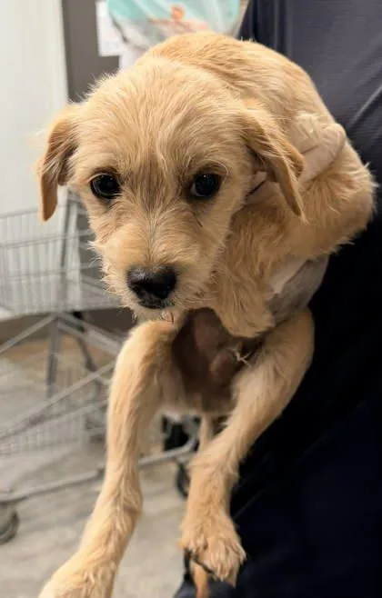 A young small-sized male Terrier dog named Greg for adoption in Bowling Green, KY