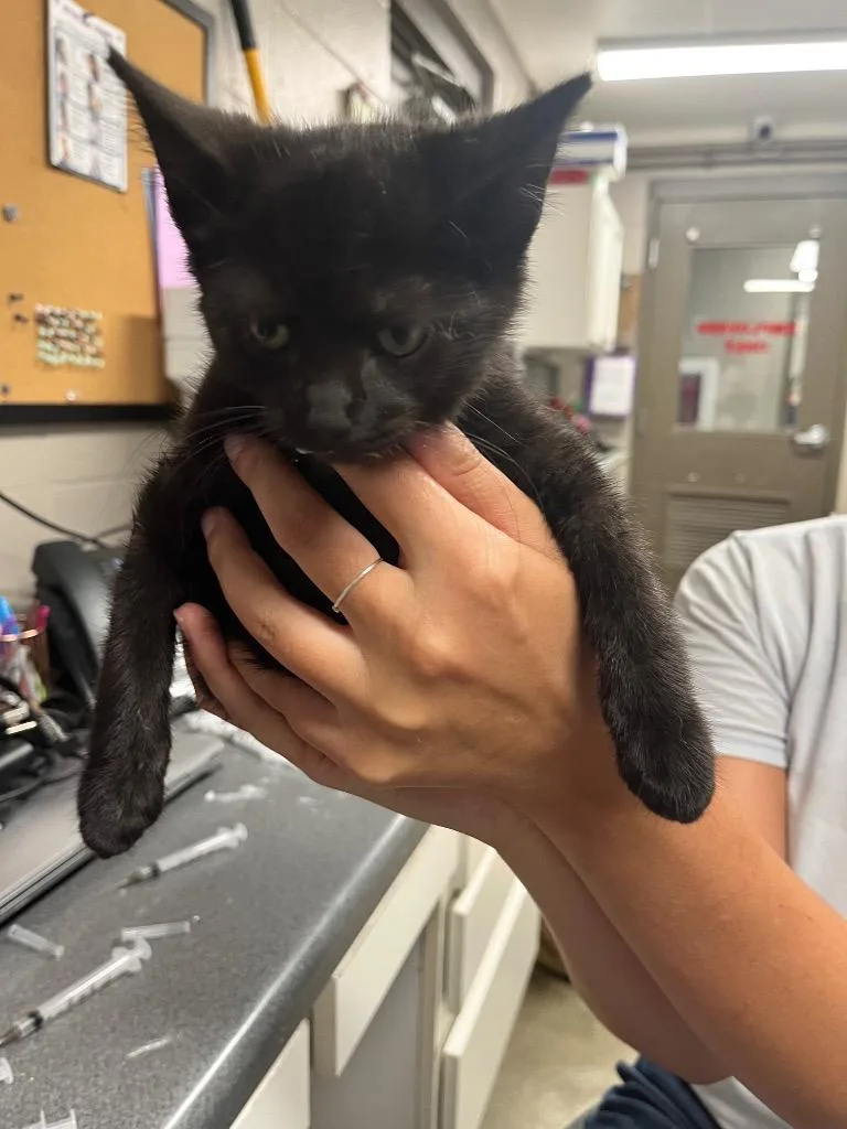 A baby small-sized male Domestic Short Hair cat named Kasen for adoption in Hopkinsville, KY
