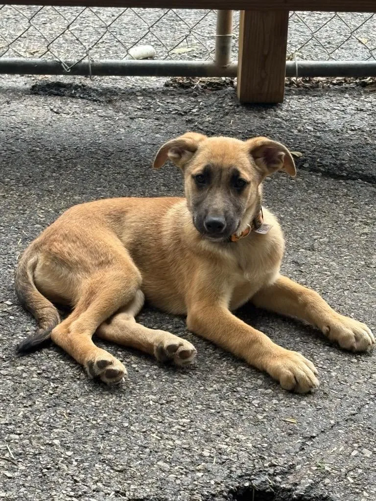 A baby medium-sized male German Shepherd Dog dog named Garfield Collar for adoption in Russellville, KY