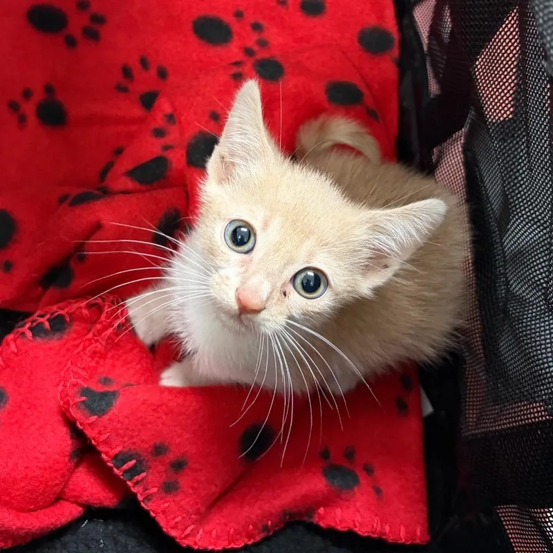 A baby small-sized female Cream / Ivory Domestic Short Hair cat named Habanera for adoption in Edinburg, TX