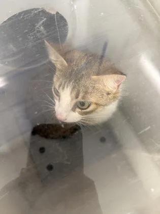 A young medium-sized female Domestic Short Hair cat named June Bug for adoption in Shreveport, LA