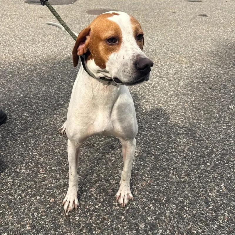 An adult large-sized male English Pointer dog named Rango for adoption in Brookhaven, NY