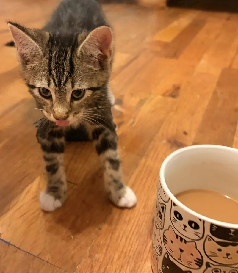 A baby medium-sized female Domestic Short Hair cat named Scrambled for adoption in Trenton, NJ