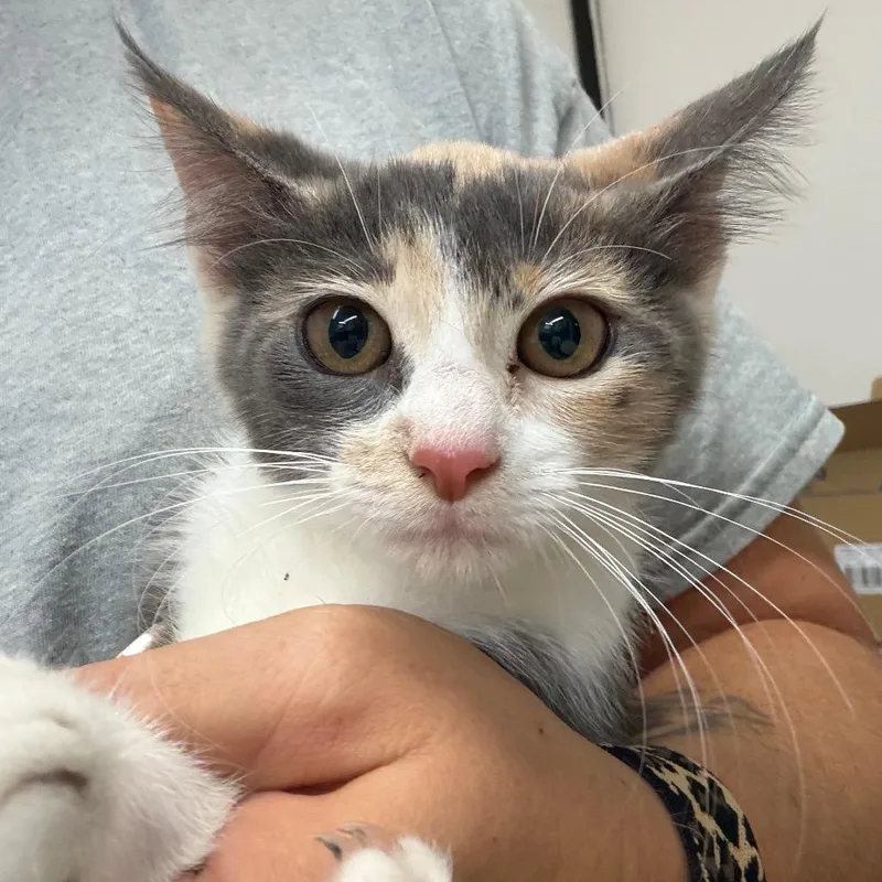 A baby small-sized female Calico Domestic Short Hair cat named Confetti for adoption in Lake Jackson, TX