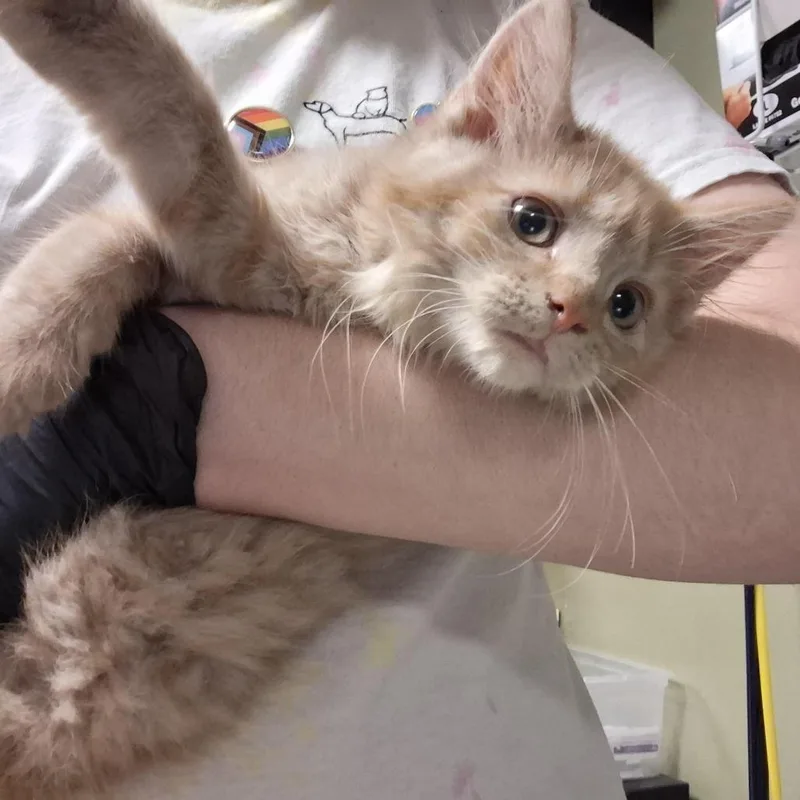 A baby small-sized female Orange / Red Domestic Medium Hair cat named Doc for adoption in Baltimore, MD