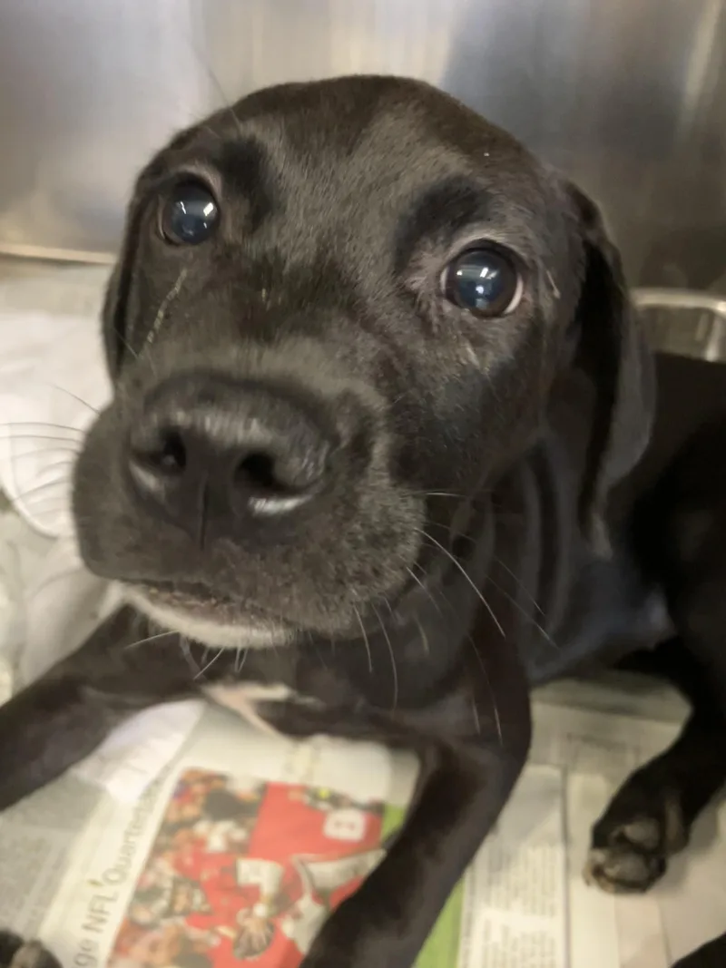 A baby medium-sized female Labrador Retriever dog named Bean for adoption in Parma, OH