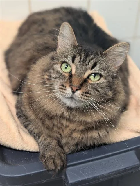 An adult medium-sized female Domestic Short Hair cat named Muffins for adoption in Canfield, OH