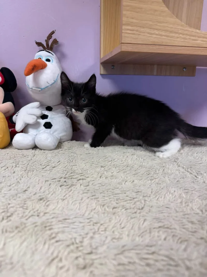 A young small-sized female Black & White / Tuxedo Domestic Short Hair cat named Belle for adoption in Freeport, NY