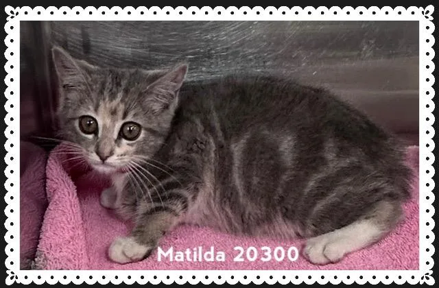 A baby medium-sized female Tabby (Gray / Blue / Silver) Domestic Short Hair cat named Matilda for adoption in Marietta, GA