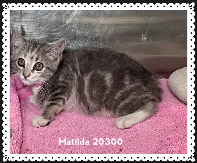 Matilda thumbnail 2