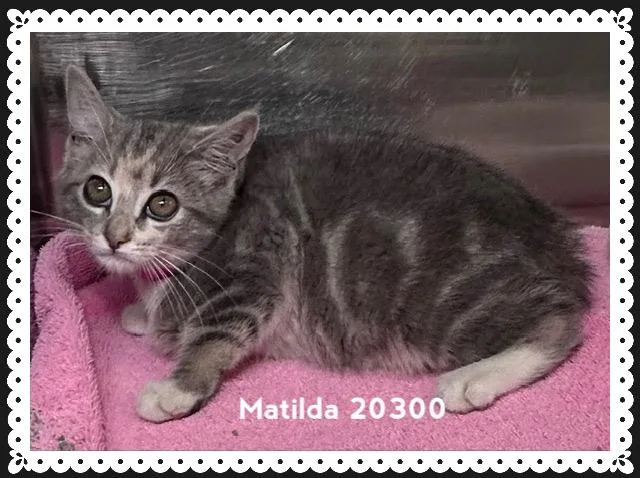 Matilda thumbnail 3