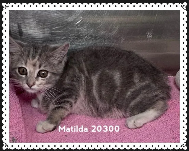 Matilda thumbnail 4