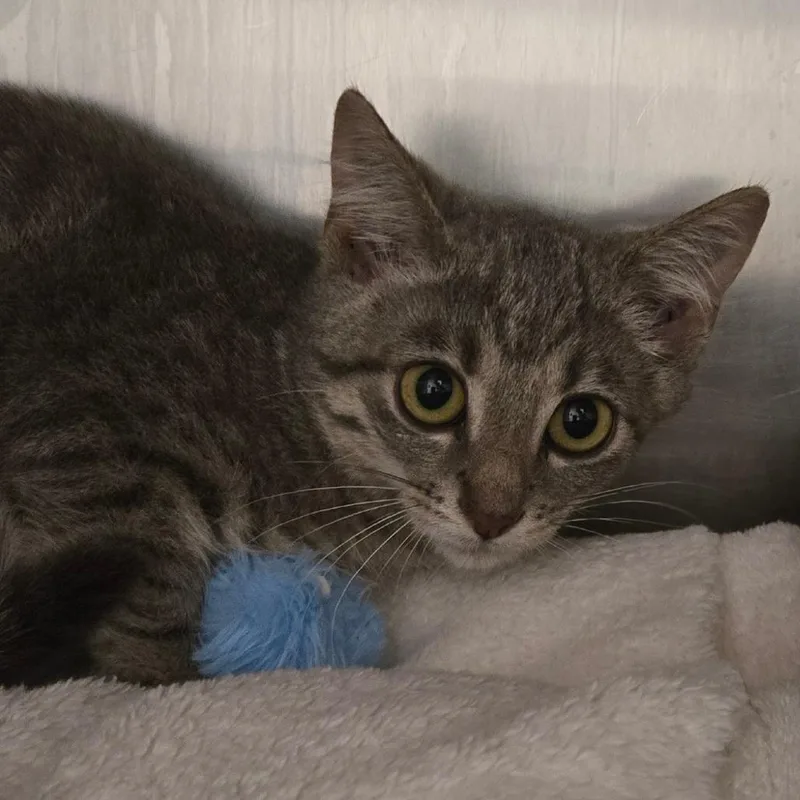 A baby small-sized female Domestic Short Hair cat named Raine for adoption in Waukesha, WI