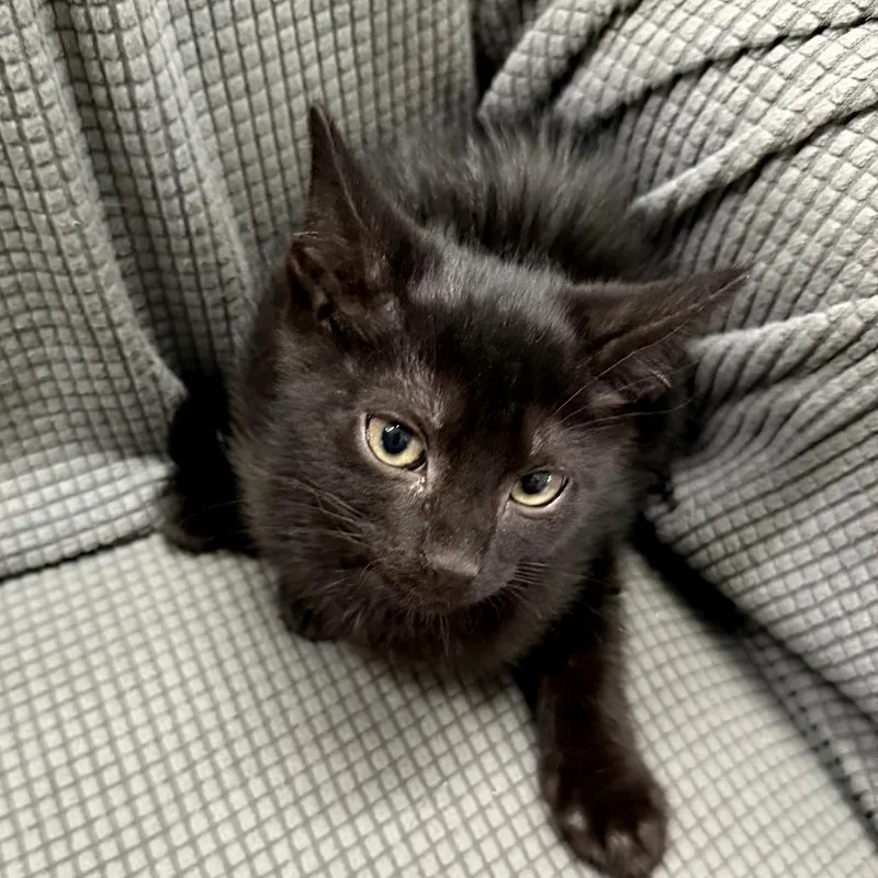 Nutmeg