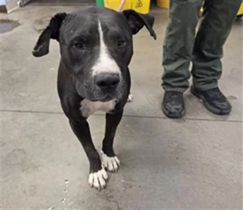 An adult large-sized male Pit Bull Terrier dog named Dan for adoption in Phoenix, AZ