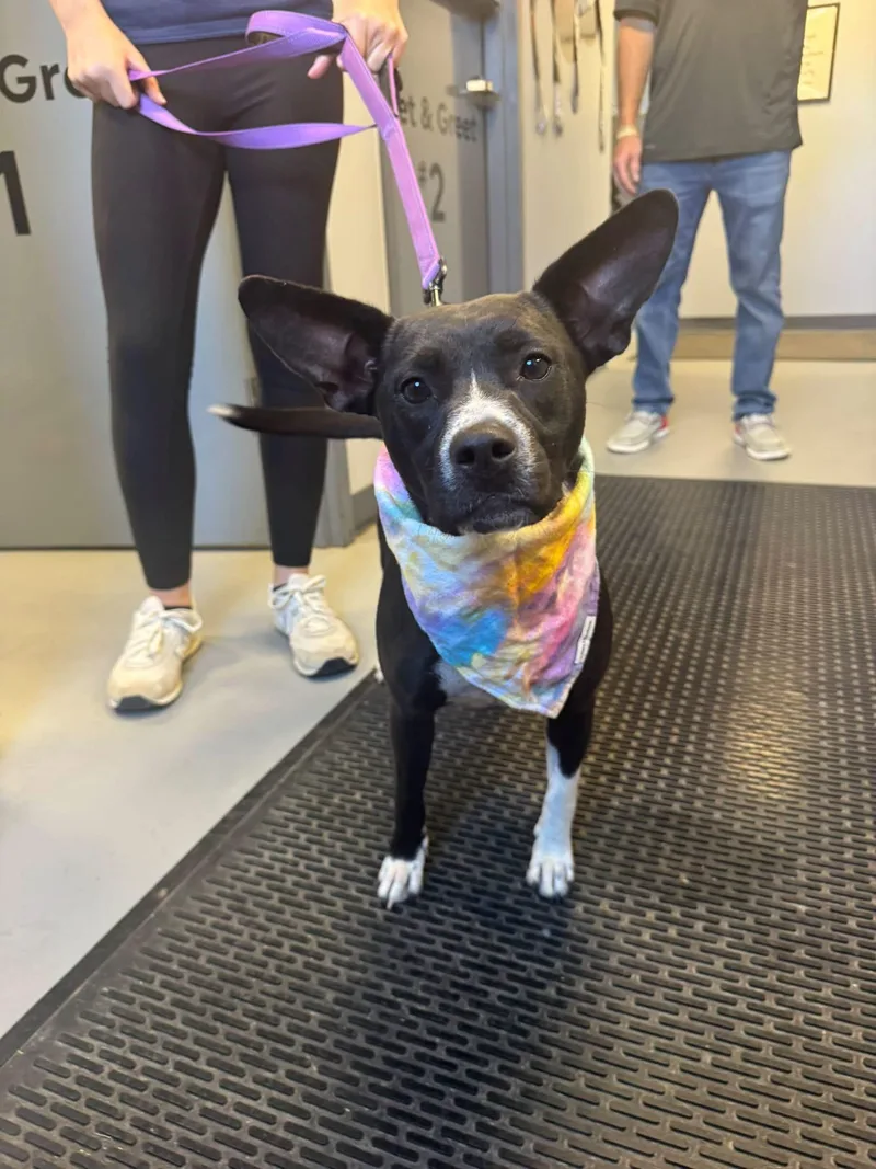 A young medium-sized female Black Terrier dog named Little Girl for adoption in Zanesville, OH