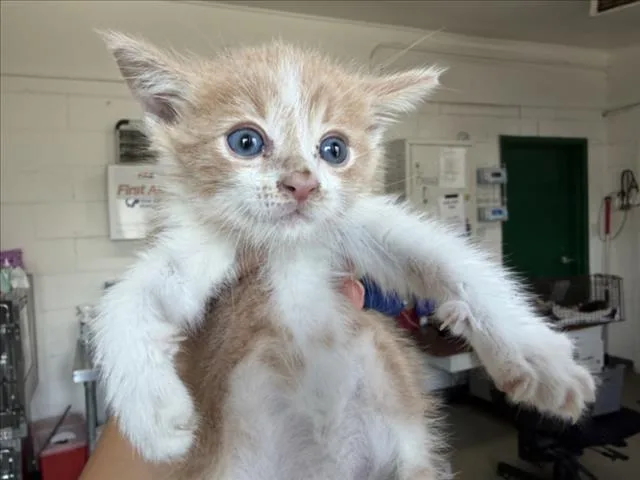 A baby small-sized male Domestic Short Hair cat named Tommy for adoption in San Bernardino, CA