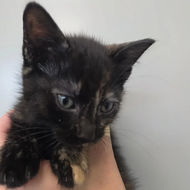 A baby small-sized female Tortoiseshell Domestic Short Hair cat named Trixie for adoption in Sand Springs, OK