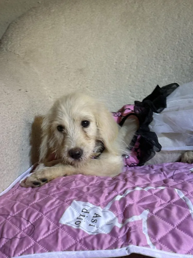 A baby medium-sized female Goldendoodle dog named Cider for adoption in Commerce City, CO