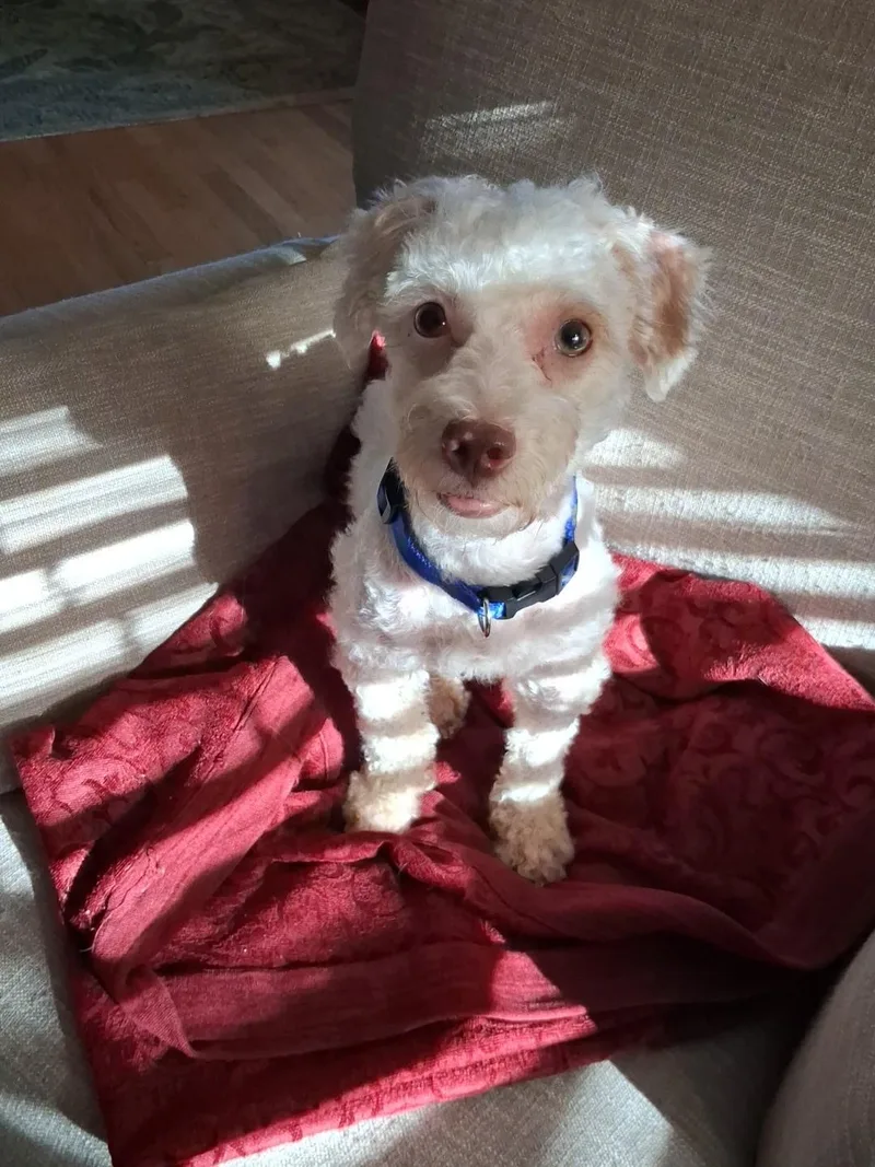 An adult small-sized male White / Cream Maltipoo dog named Remy for adoption in Maitland, FL