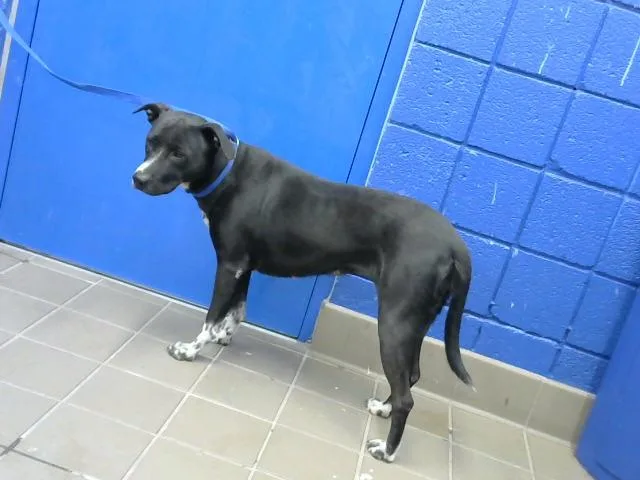 A young medium-sized female Pit Bull Terrier dog named Blueberry for adoption in Albuquerque, NM