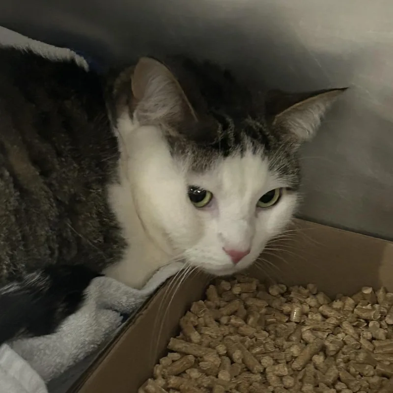A baby small-sized female Gray / Blue / Silver Domestic Short Hair cat named Meimei for adoption in Newark, NJ