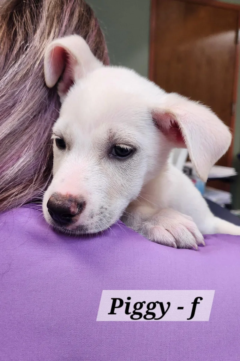 A baby medium-sized female Labrador Retriever dog named Piggy for adoption in Hillside, IL