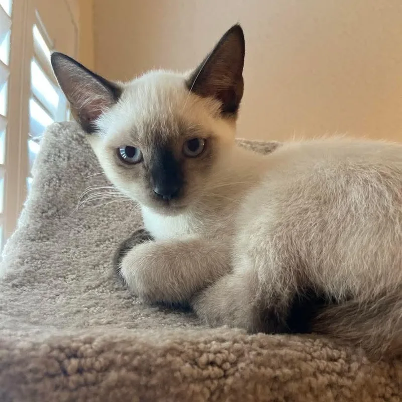 A baby medium-sized male Chocolate Point Siamese cat named Troy for adoption in Memphis, TN