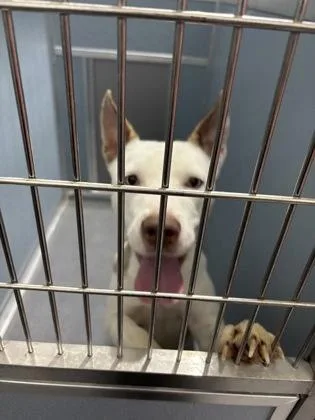 An adult medium-sized female Siberian Husky dog named Aurora for adoption in West Chester, PA