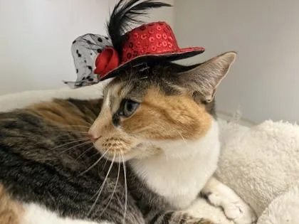 A senior medium-sized female Domestic Short Hair cat named Harley for adoption in Palm Coast, FL