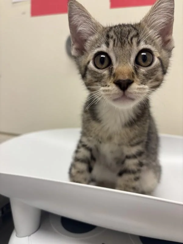A baby small-sized male Domestic Short Hair cat named Mantis for adoption in Healdsburg, CA