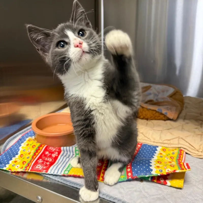 A baby small-sized male Gray / Blue / Silver Domestic Short Hair cat named Fog Machine for adoption in Waynesville, NC