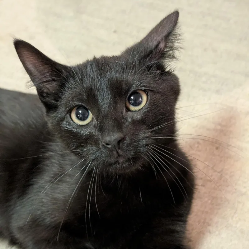 A baby medium-sized female Black Domestic Short Hair cat named Evie for adoption in New york, NY