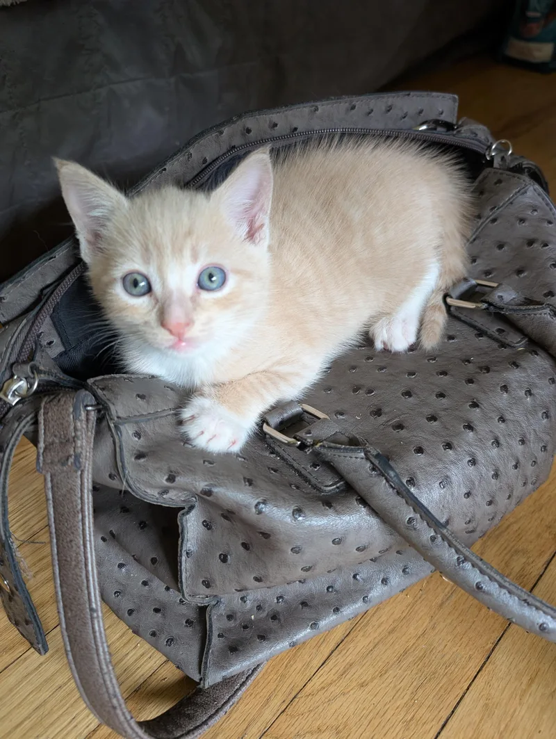 A baby medium-sized male Buff / Tan / Fawn Domestic Short Hair cat named Sandy for adoption in Hazlet, NJ