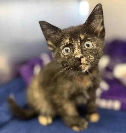 A baby small-sized female Tortoiseshell Domestic Short Hair cat named Lilly for adoption in Fernandina Beach, FL