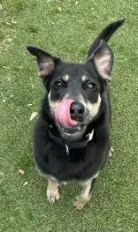 A senior medium-sized female Black Shepherd dog named Lizzy for adoption in Denton, TX