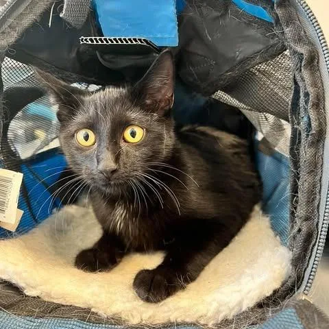 A young small-sized female Black Domestic Short Hair cat named Luna for adoption in Edwardsville, IL