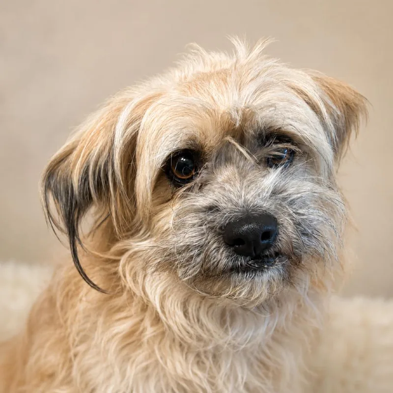 A young small-sized female Yellow / Tan / Blond / Fawn Terrier dog named Audrey for adoption in Sonoma, CA