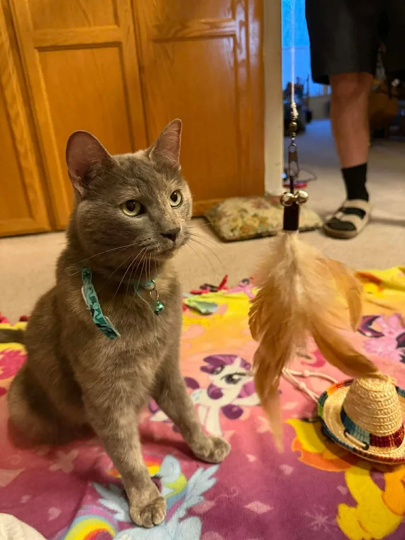 An adult large-sized female Tortoiseshell Domestic Short Hair cat named Mackenzie for adoption in Hollister, CA