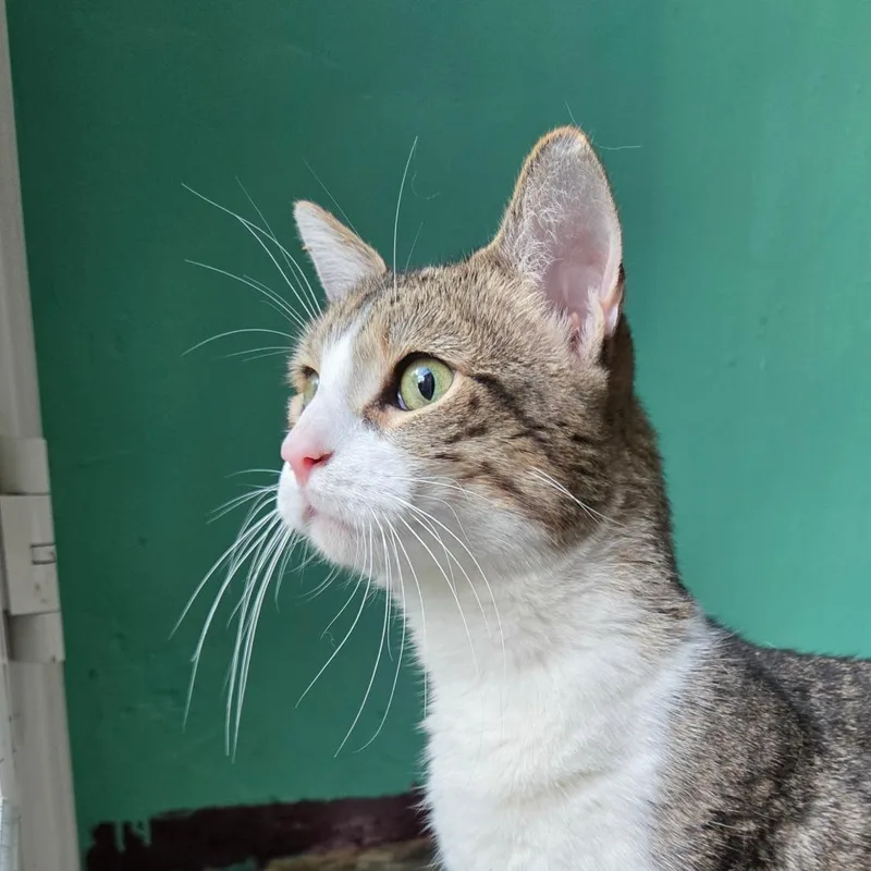An adult small-sized male Brown / Chocolate Domestic Short Hair cat named Casper for adoption in San Diego, CA