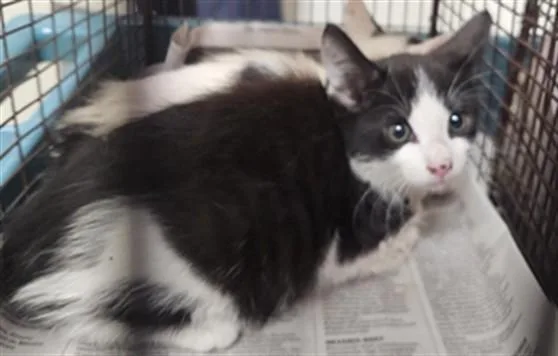 A baby medium-sized female Domestic Short Hair cat named Katia for adoption in Los Angeles, CA