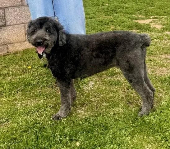 Joey Bear thumbnail 2