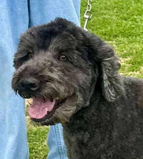 Joey Bear thumbnail 3