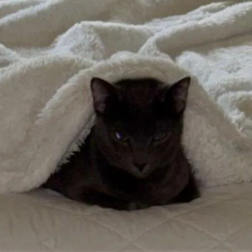 A baby medium-sized male Smoke Russian Blue cat named Sir Ashton for adoption in Tampa, FL