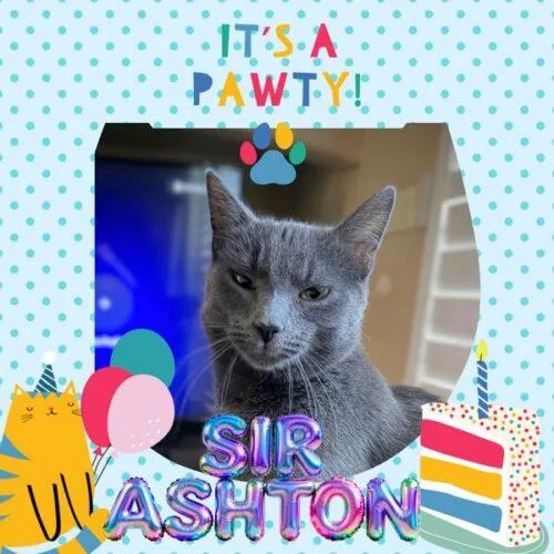 Sir Ashton thumbnail 4