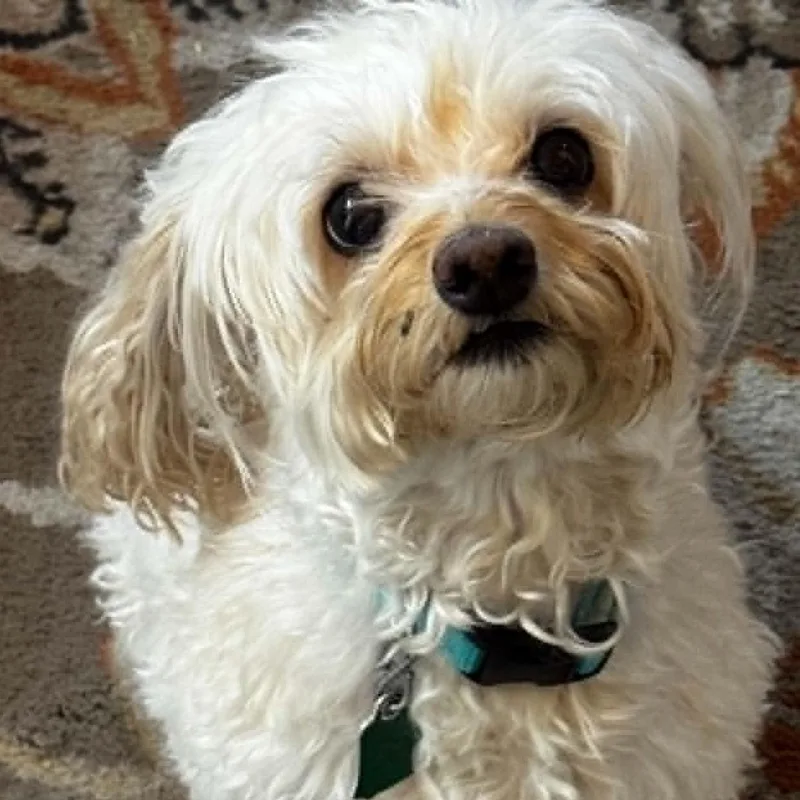An adult small-sized female Cockapoo dog named Kaylee for adoption in Cherry Hill, NJ