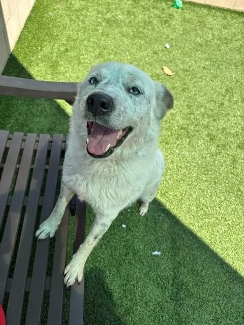 A young medium-sized female Australian Cattle Dog / Blue Heeler dog named Tira for adoption in San Luis Obispo, CA