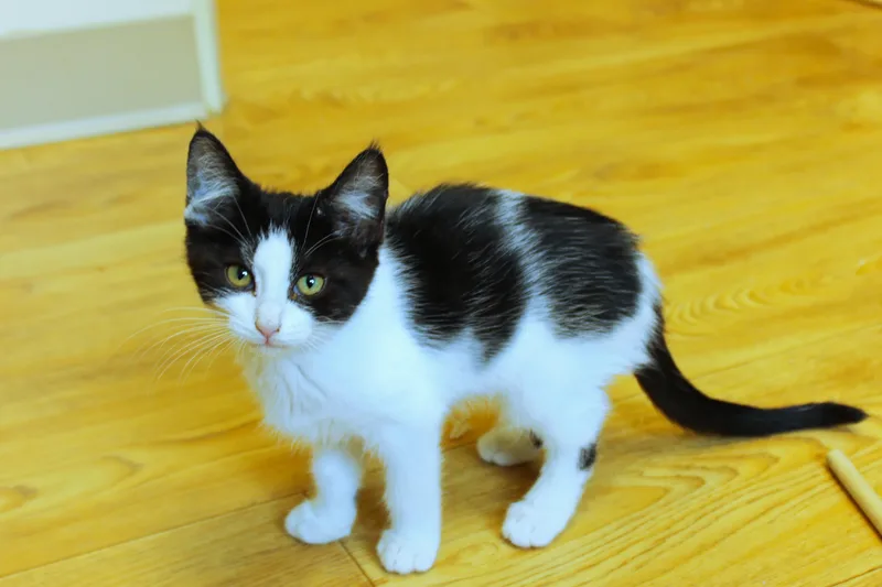 A baby medium-sized female Black & White / Tuxedo Domestic Short Hair cat named Ruby for adoption in Urbana, OH