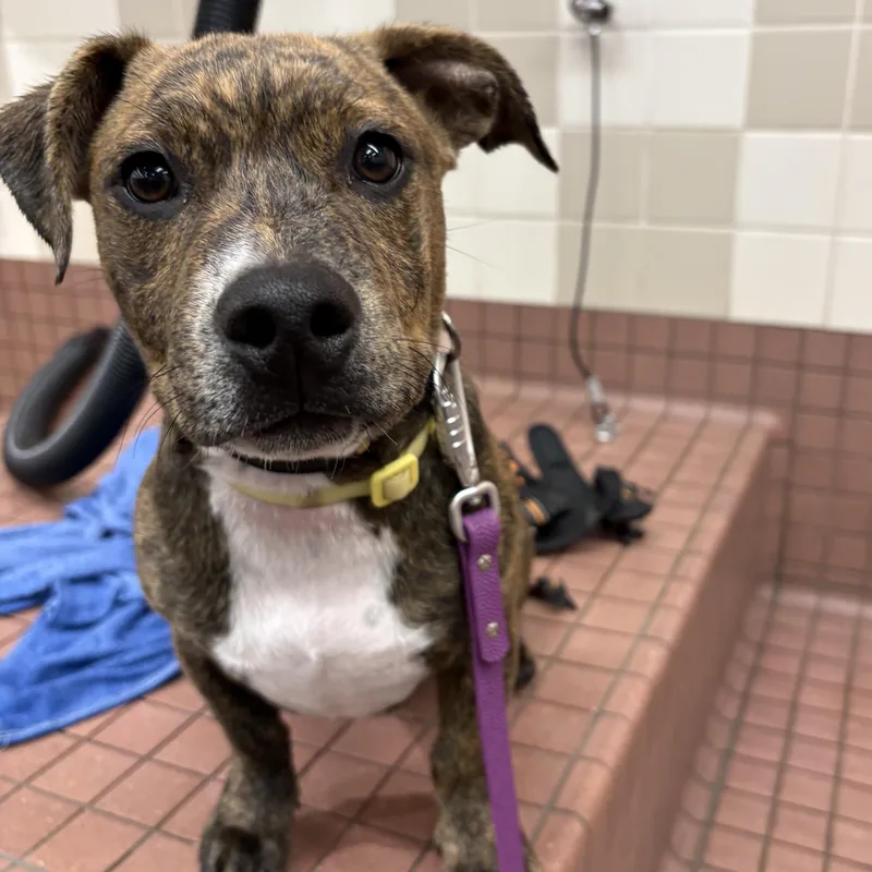 A baby medium-sized male Pit Bull Terrier dog named King Tut for adoption in Berkeley, CA