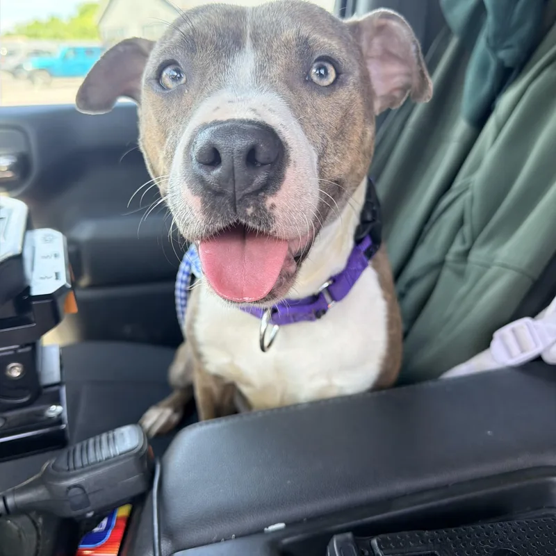 A young medium-sized female Brindle Mixed Breed dog named Ginny for adoption in Jamesville, NY